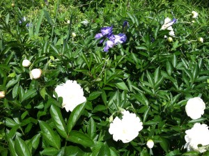 Peonies in the Bookhouse garden